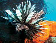 Lionfish