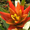 Orange bromelaid