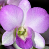 Purple orchid