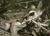 Healthy frog