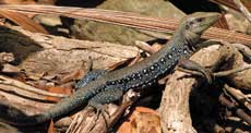 Ground lizard