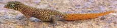 Fantastic Gecko