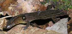 Vincent's Least Gecko
