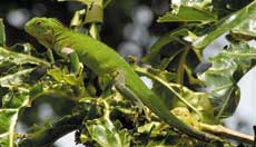 Iguana