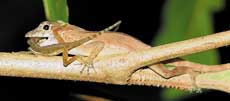 Puerto Rican Crested Anole