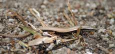 Pygmy Skink
