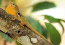 Tree lizard