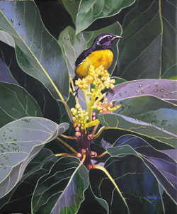 Bananaquit